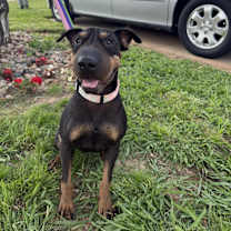 Thumbnail photo of Dot Pei #1