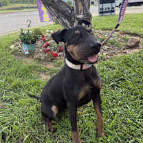 Thumbnail photo of Dot Pei #2