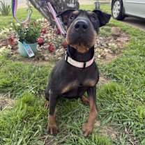 Thumbnail photo of Dot Pei #3