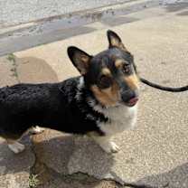 Thumbnail photo of Colonel Mustard #4