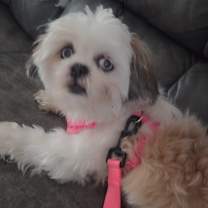 adopt-pet