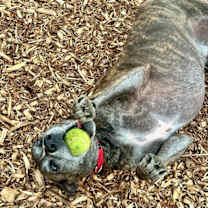 Thumbnail photo of Buddha #2