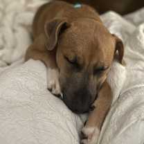 Thumbnail photo of Orson #2