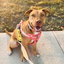 Thumbnail photo of Luna #1