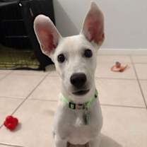 Thumbnail photo of Osbourne * #4