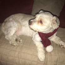 Thumbnail photo of Snickers #4