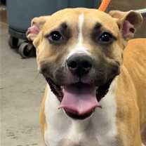 adopt-pet