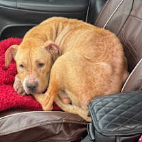 Thumbnail photo of Sunny Girl #2