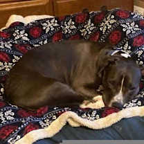 Thumbnail photo of Teja #3