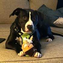 Thumbnail photo of Phoebe #1