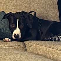 Thumbnail photo of Phoebe #2