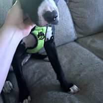 Thumbnail photo of Phoebe #3