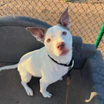 adopt-pet