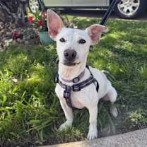 Thumbnail photo of Frankie Bob-adoption pending #1