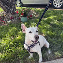 Thumbnail photo of Frankie Bob-adoption pending #2