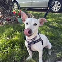 Thumbnail photo of Frankie Bob-adoption pending #3