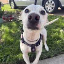 Thumbnail photo of Frankie Bob-adoption pending #4