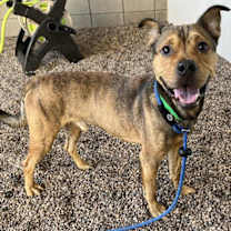 adopt-pet