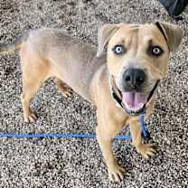 adopt-pet