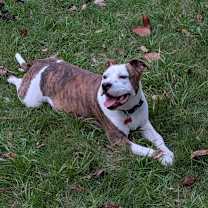 Thumbnail photo of Dex #2