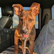 Thumbnail photo of Howie #2