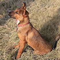 Thumbnail photo of Howie #3