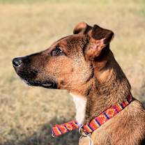 Thumbnail photo of Howie #4