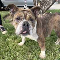 Thumbnail photo of Trudy Toad #1