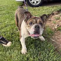 Thumbnail photo of Trudy Toad #4