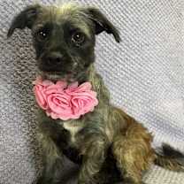 Thumbnail photo of Roxy #1