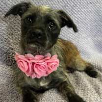 Thumbnail photo of Roxy #2