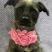 Thumbnail photo of Roxy #3