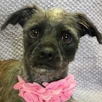 Thumbnail photo of Roxy #4