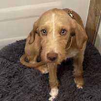 adopt-pet