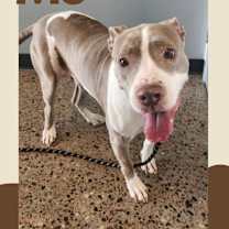 adopt-pet
