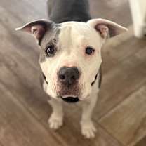 adopt-pet