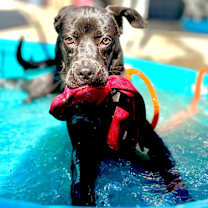 Thumbnail photo of Stella #3