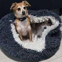 adopt-pet