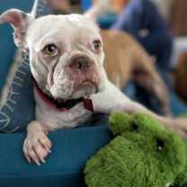 adopt-pet