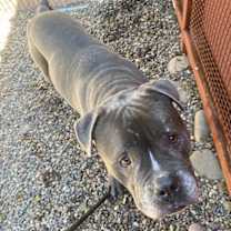adopt-pet