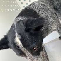 adopt-pet