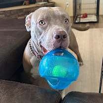 adopt-pet