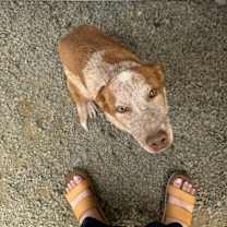 Thumbnail photo of Remi #3