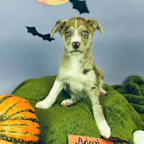 adopt-pet