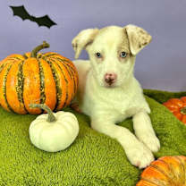 adopt-pet