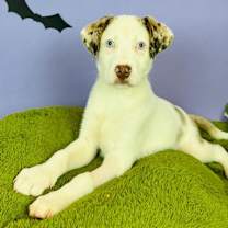 adopt-pet