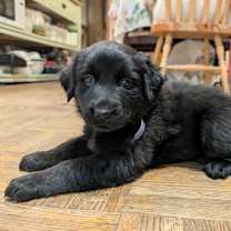 adopt-pet