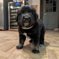 adopt-pet