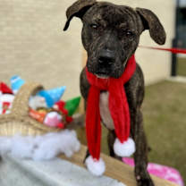 Thumbnail photo of Twix #1