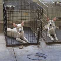 Thumbnail photo of Dean 7262 #1